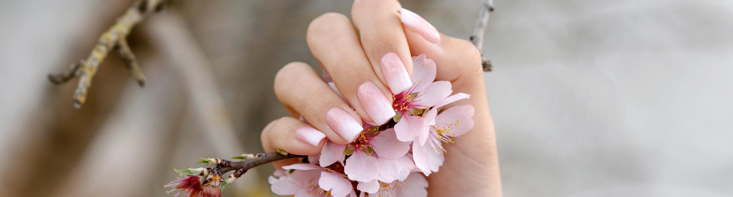 Manicura francesa en uñas largas color rosa claro sosteniendo flores de cerezo