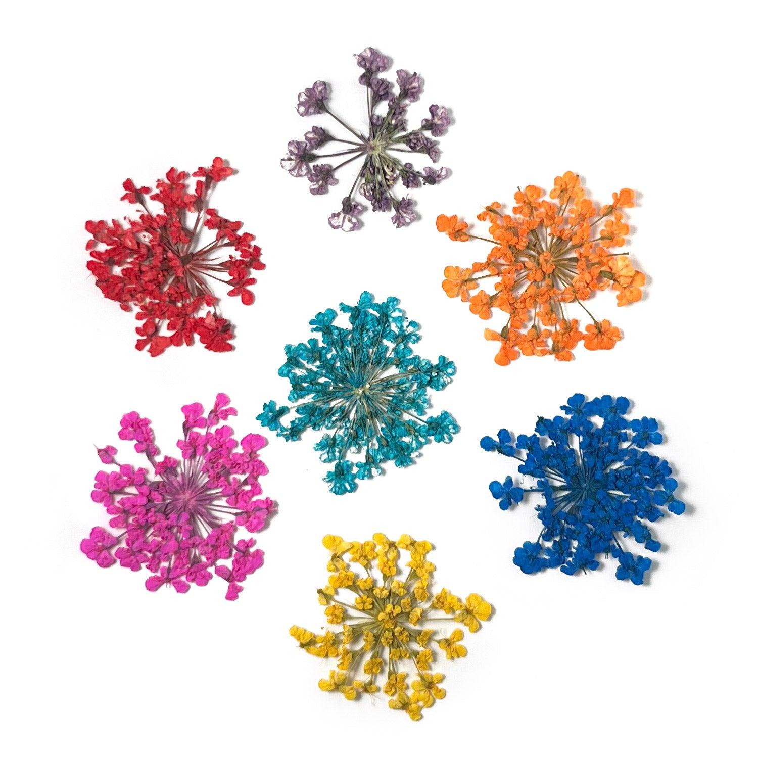 Flores secas de colores surtidos para decoración de uñas sobre fondo blanco.